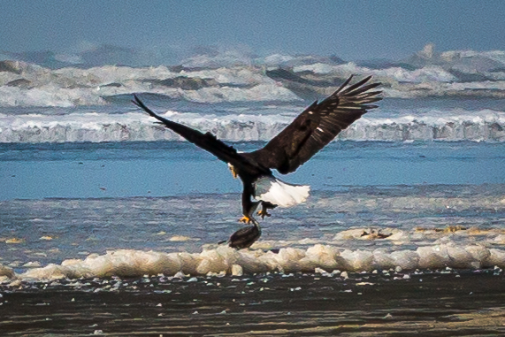Haliarrtus leucocephalus grabbing a snack from the surf